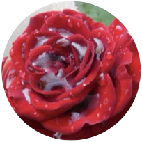 Rose water aromatherapy facials